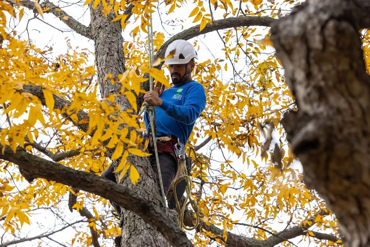 Skilled Dead Tree Removal crew working in Yorktown